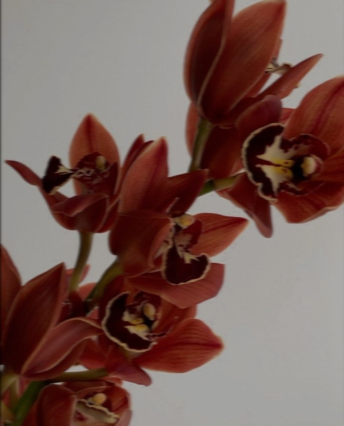 APELITIVO / Still Set - Orchid selection (特典付き)